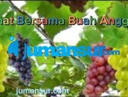 Berobat Dengan Herbal Anggur Sesuau Al-Qura’an Dan As-Sunnah