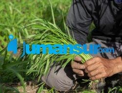 Budidaya Tanaman Kangkung: Panduan Lengkap untuk Pemula