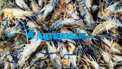 Budidaya Lobster Air Tawar: Cara Mudah dan Menguntungkan