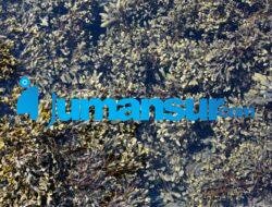 Budidaya Rumput Laut: Panduan Lengkap untuk Pemula