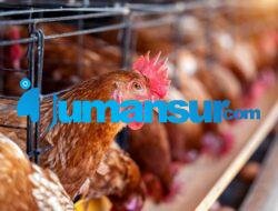 Budidaya Ayam Broiler: Tips dan Trik untuk Sukses