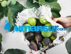 Budidaya Buah Tin: Panduan Lengkap untuk Pemula