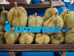 Budidaya Durian Montong: Tips dan Trik untuk Sukses Menanam Durian Montong