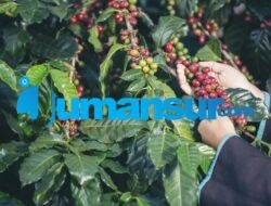 Budidaya Kopi Robusta: Panduan Lengkap untuk Para Pecinta Kopi