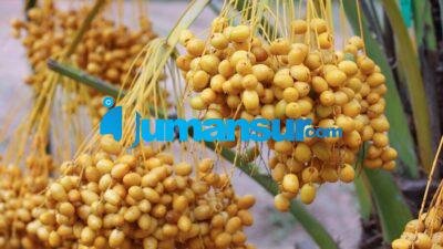 Budidaya Kurma Hibrida untuk Peningkatan Produksi dan Kualitas Buah