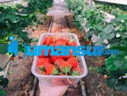 Cara Budidaya Strawberry: Tips Menanam Buah Segar di Halaman Rumah