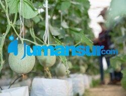 Teknik Budidaya Melon Terbaru: Tips dan Trik untuk Sukses Menanam Melon di Rumah