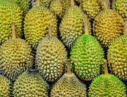 Tak Banyak Orang Tahu Mengonsumsi Durian Menimbulkan Efek Samping Berbahaya