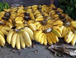 Kumpulan Nama-Nama Buah Pisang