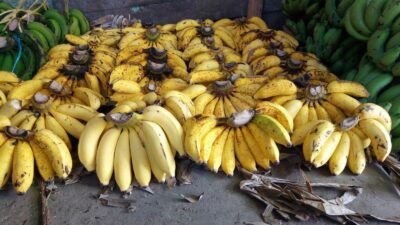 Kumpulan Nama-Nama Buah Pisang